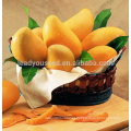 JMG01 Huangzuan Mango sementes para venda, plantio de sementes de manga